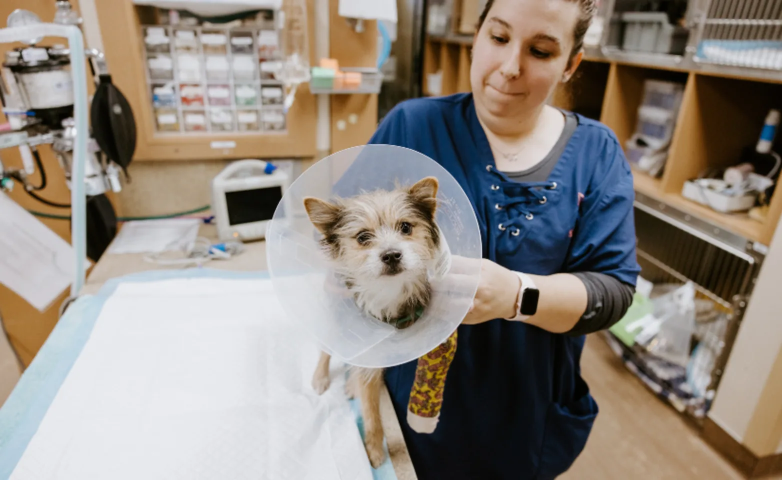 Veterinary technician holding patient with cast on leg Veterinary technician holding patient with cast on leg