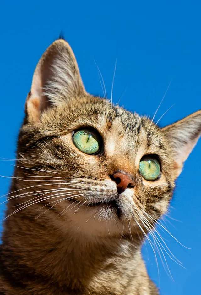 cat looking at the sun cat looking at the sun