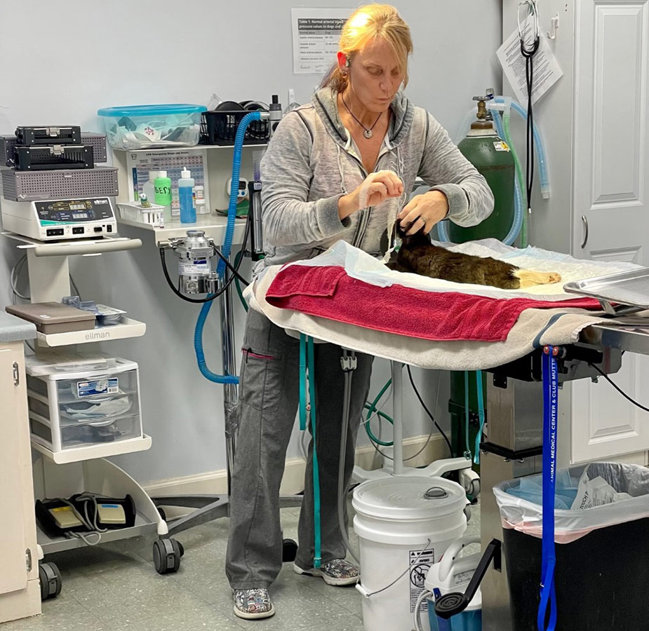 STAFF PREPPING CAT FOR SURGERY