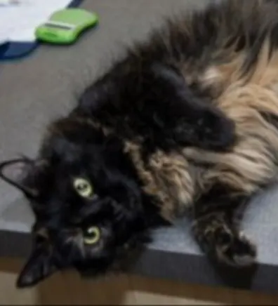 Mommacita - Clinical Cat Mommacita - Clinical Cat