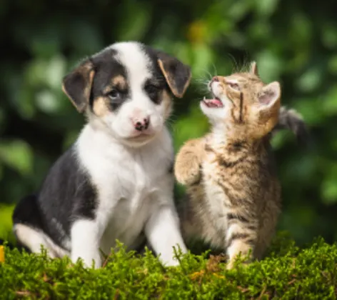 Puppy and Kitten Sitting Outside Puppy and Kitten Sitting Outside