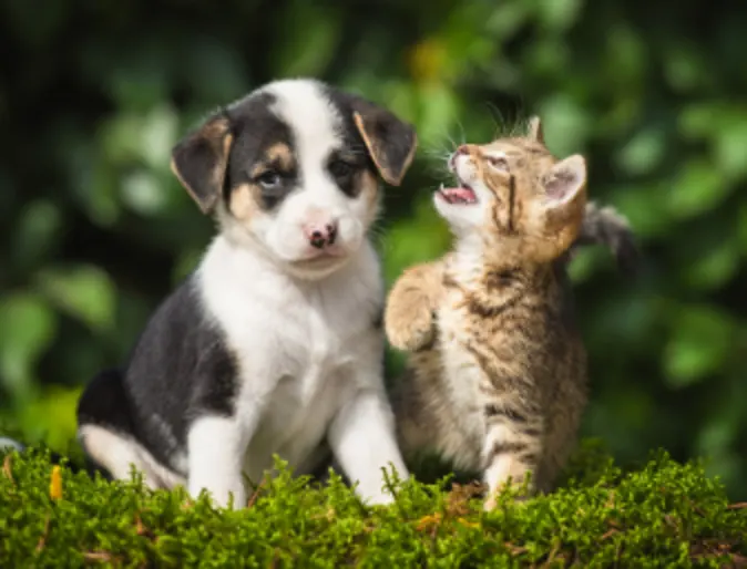 Puppy and Kitten Sitting Outside