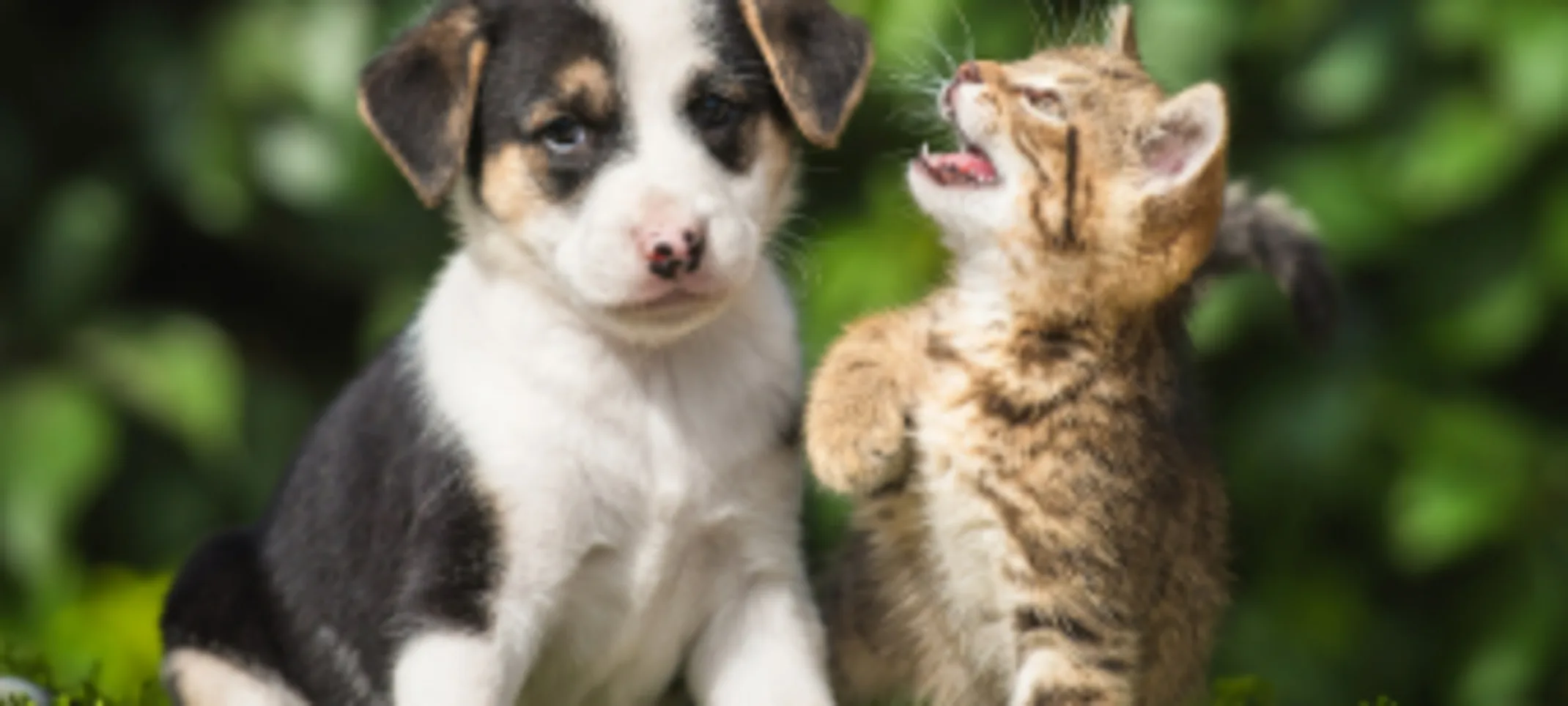 Puppy and Kitten Sitting Outside Puppy and Kitten Sitting Outside