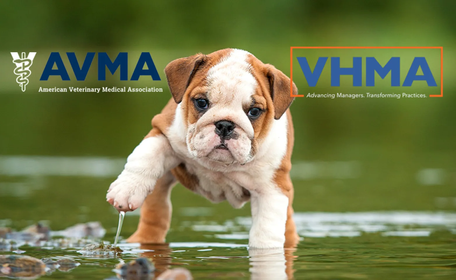 Small english bulldog puppy standing in puddle with AVMA and VHMA logos Small english bulldog puppy standing in puddle with AVMA and VHMA logos