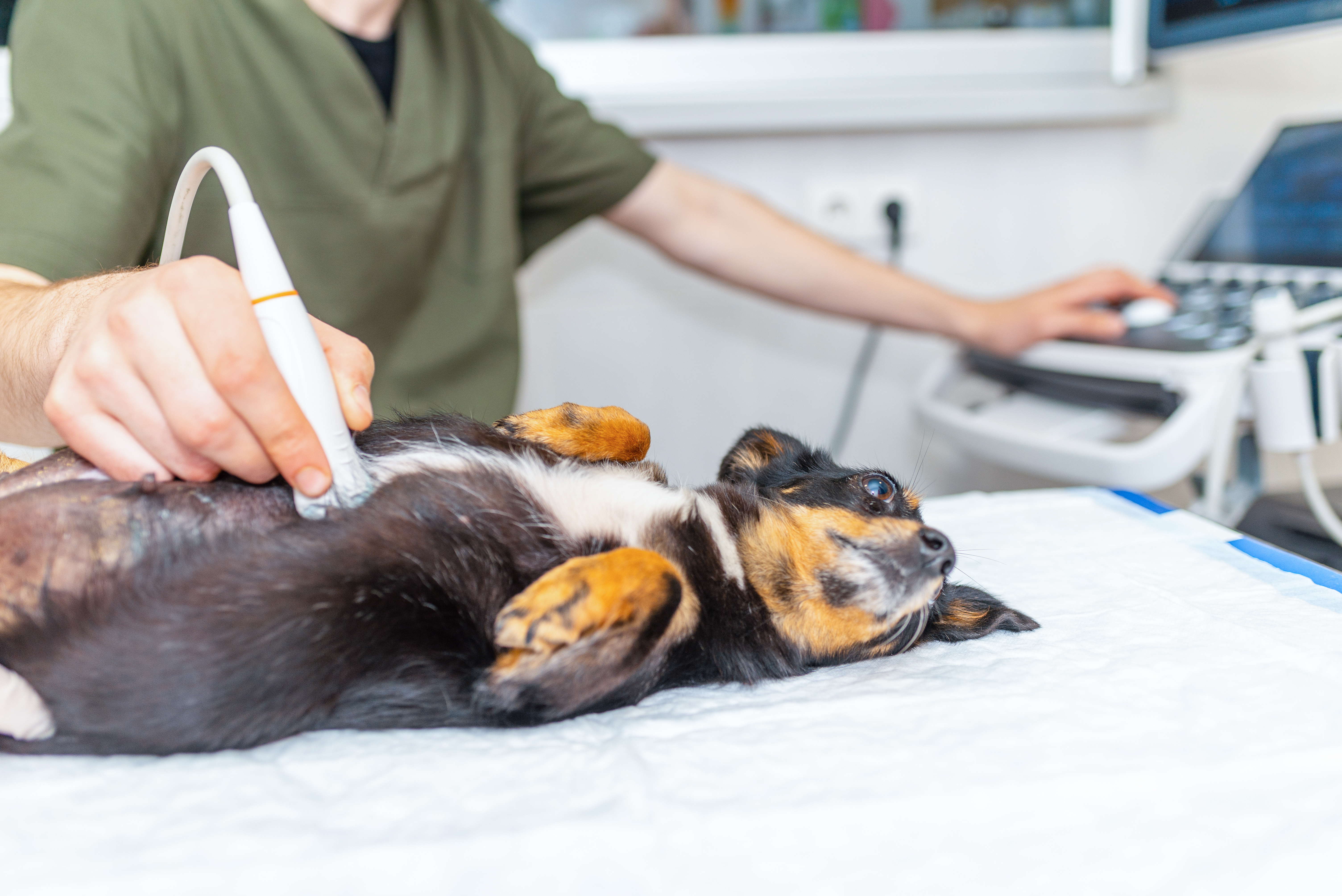Black and brown dog getting an ultrasound