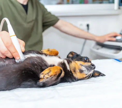 Black and brown dog getting an ultrasound Black and brown dog getting an ultrasound