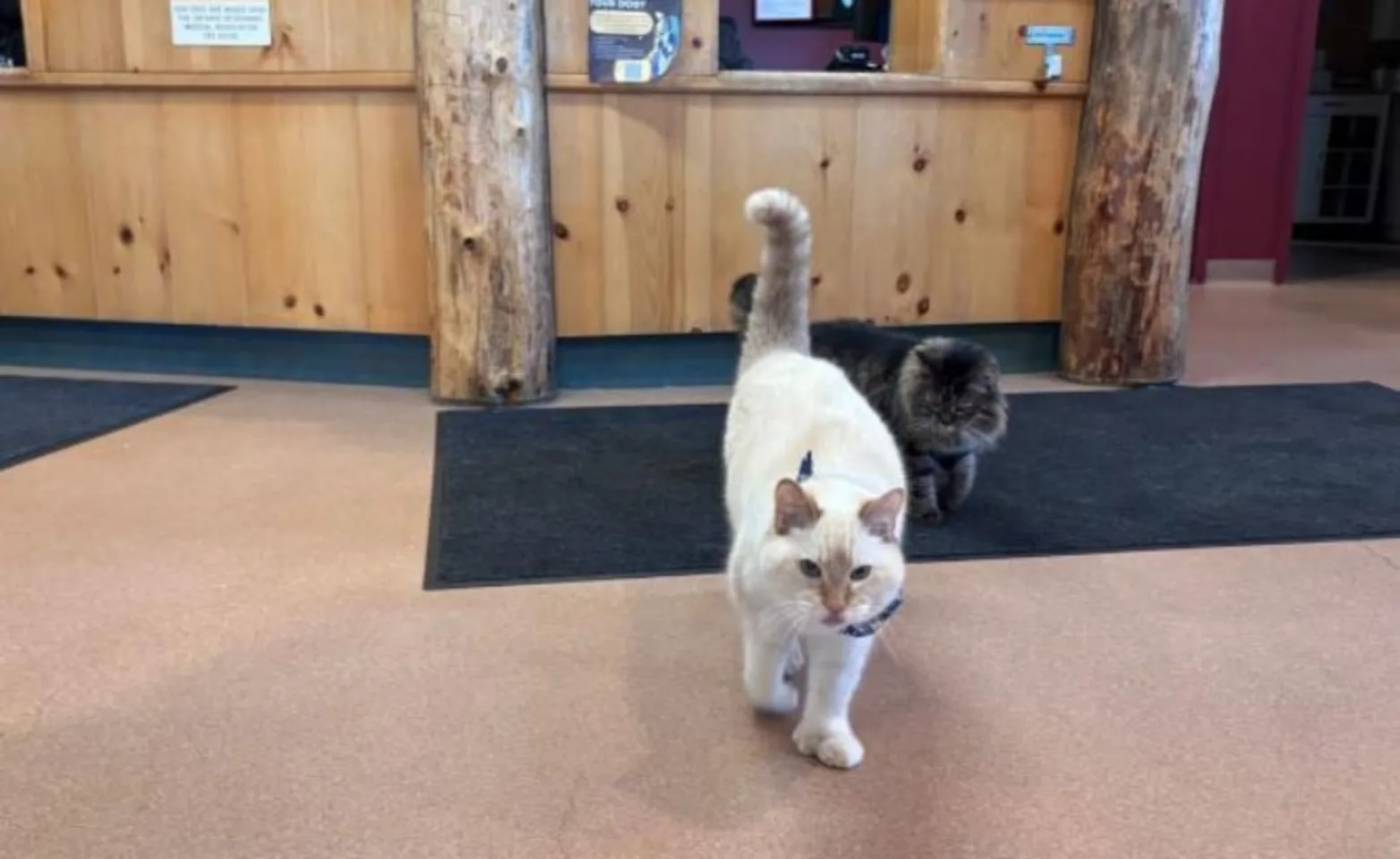 two cats walking in the lobby two cats walking in the lobby