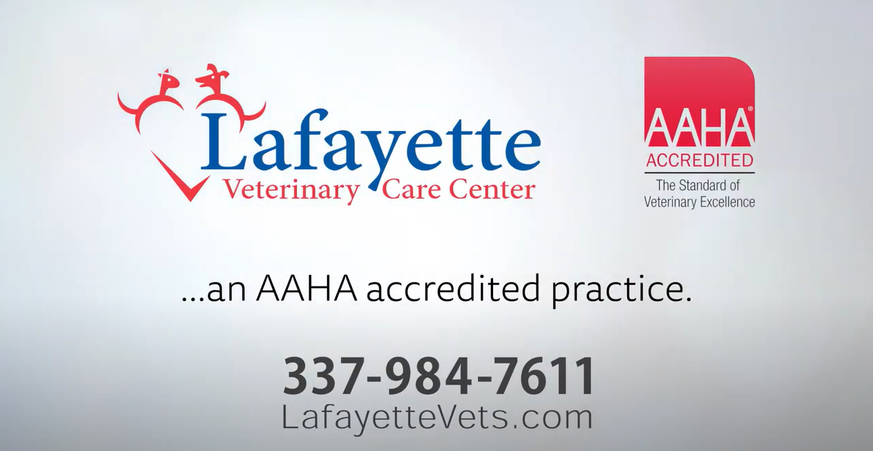 Lafayette Veterinary Care Center AAHA Video Thumbnail
