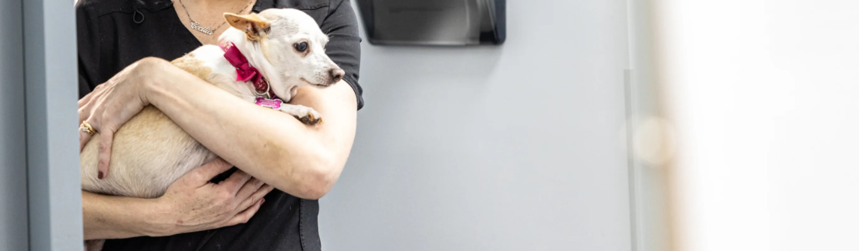 Chihuahua with pink collar being held