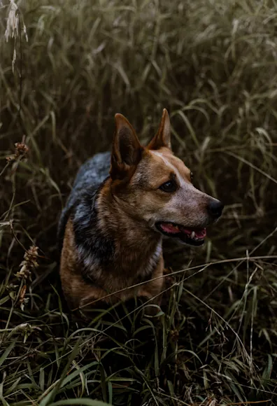 Dog sitting in the grass