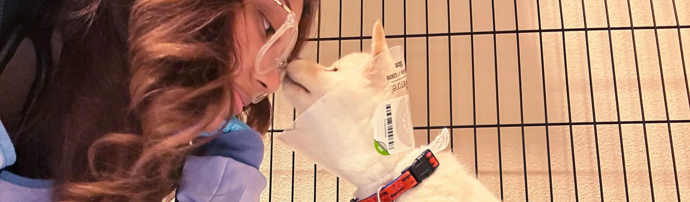 Dog with a cone touching noses with a staff member. Dog with a cone touching noses with a staff member.