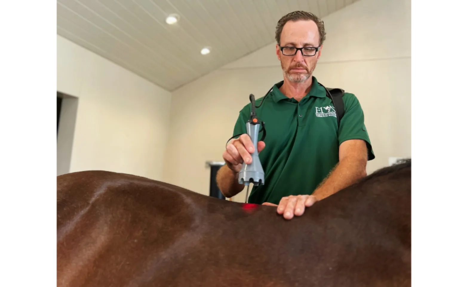 Laser Therapy on Brown Horse