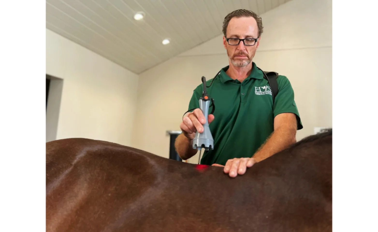 Laser Therapy on Brown Horse Laser Therapy on Brown Horse