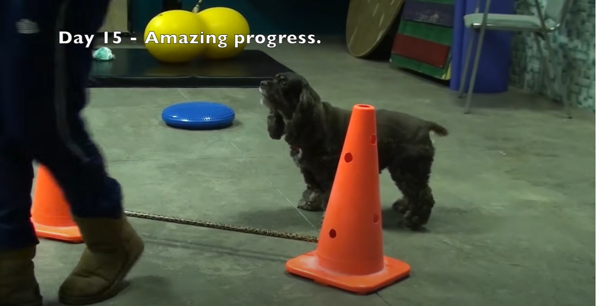 A small dog standing behind an orange cone preparing to do an exercise