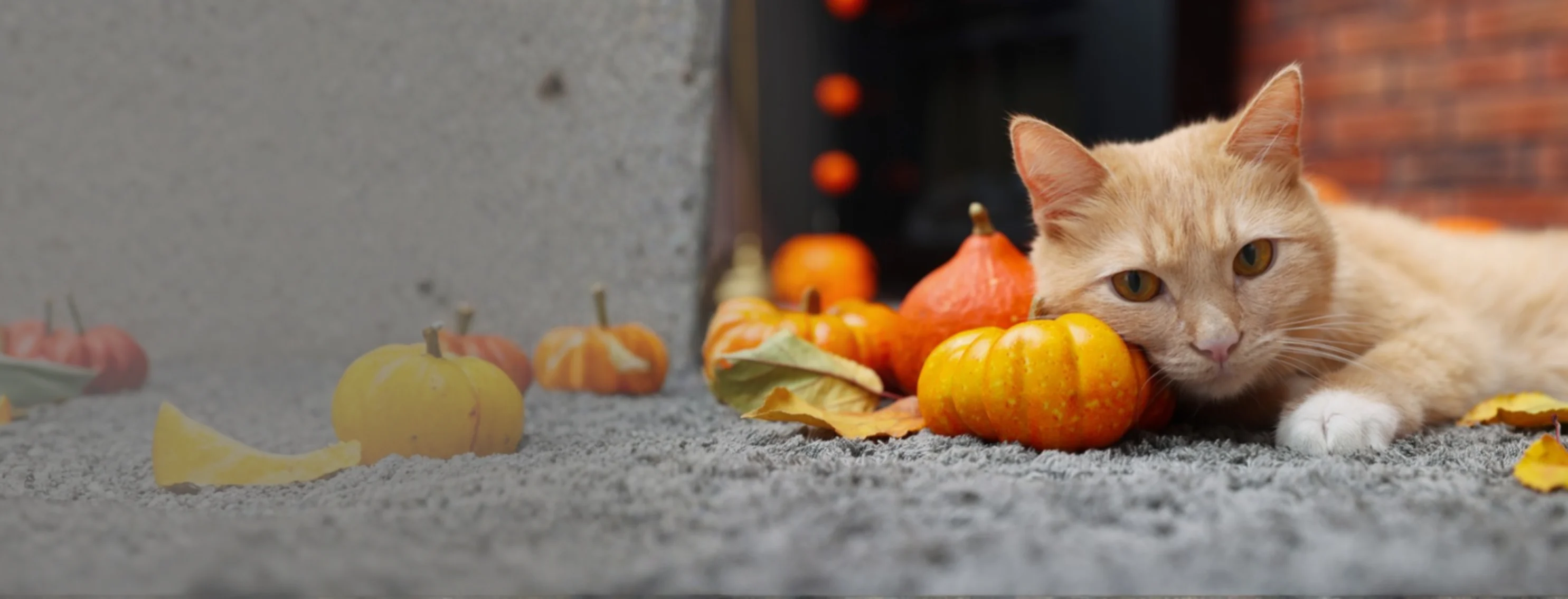 Orange Cat Laying Next to Mini Pumpkins Orange Cat Laying Next to Mini Pumpkins