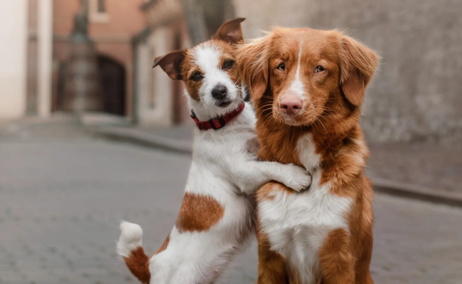 Small Dog Hugging Large Brown Dog Outside