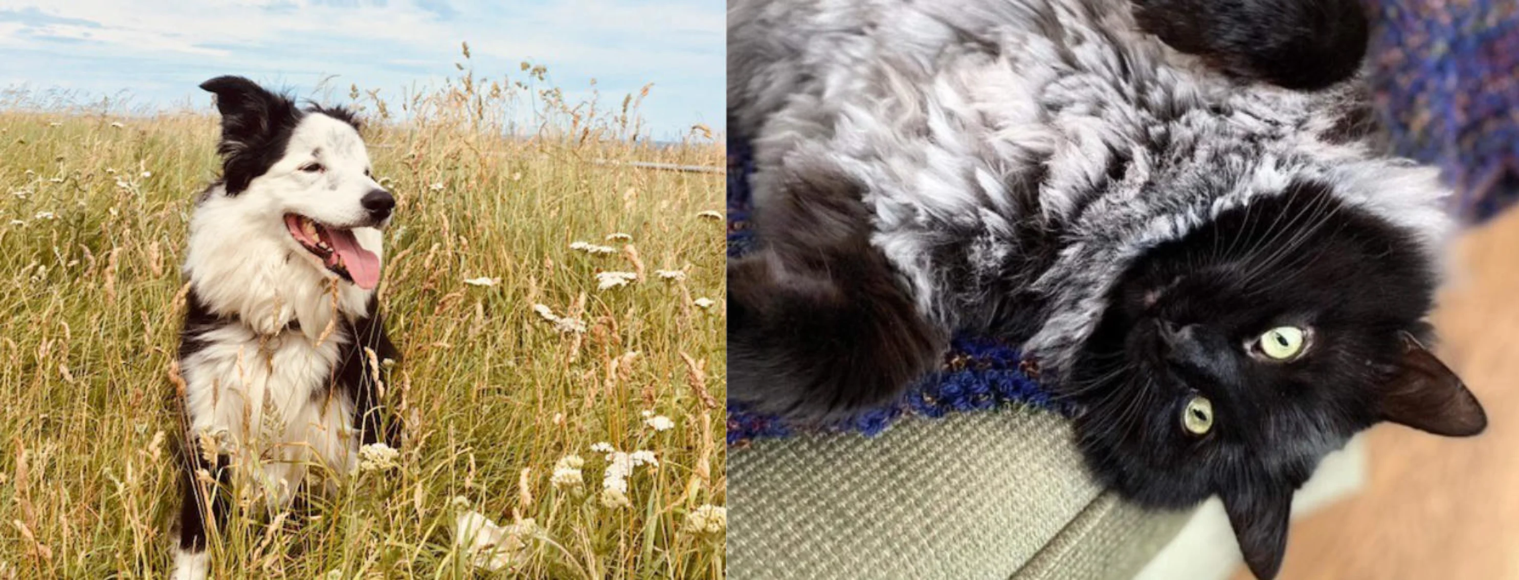Dog, Lacey in field and cat, Jonesy, lying on a couch Dog, Lacey in field and cat, Jonesy, lying on a couch