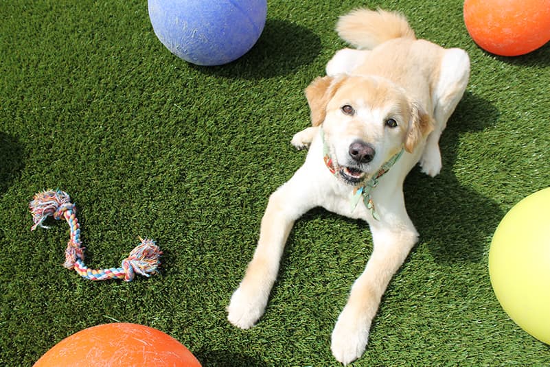 Katy Dog Boarding Rover Oaks Pet Resort