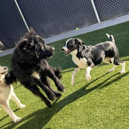 3 Dogs Playing Outside on a Sunny Day