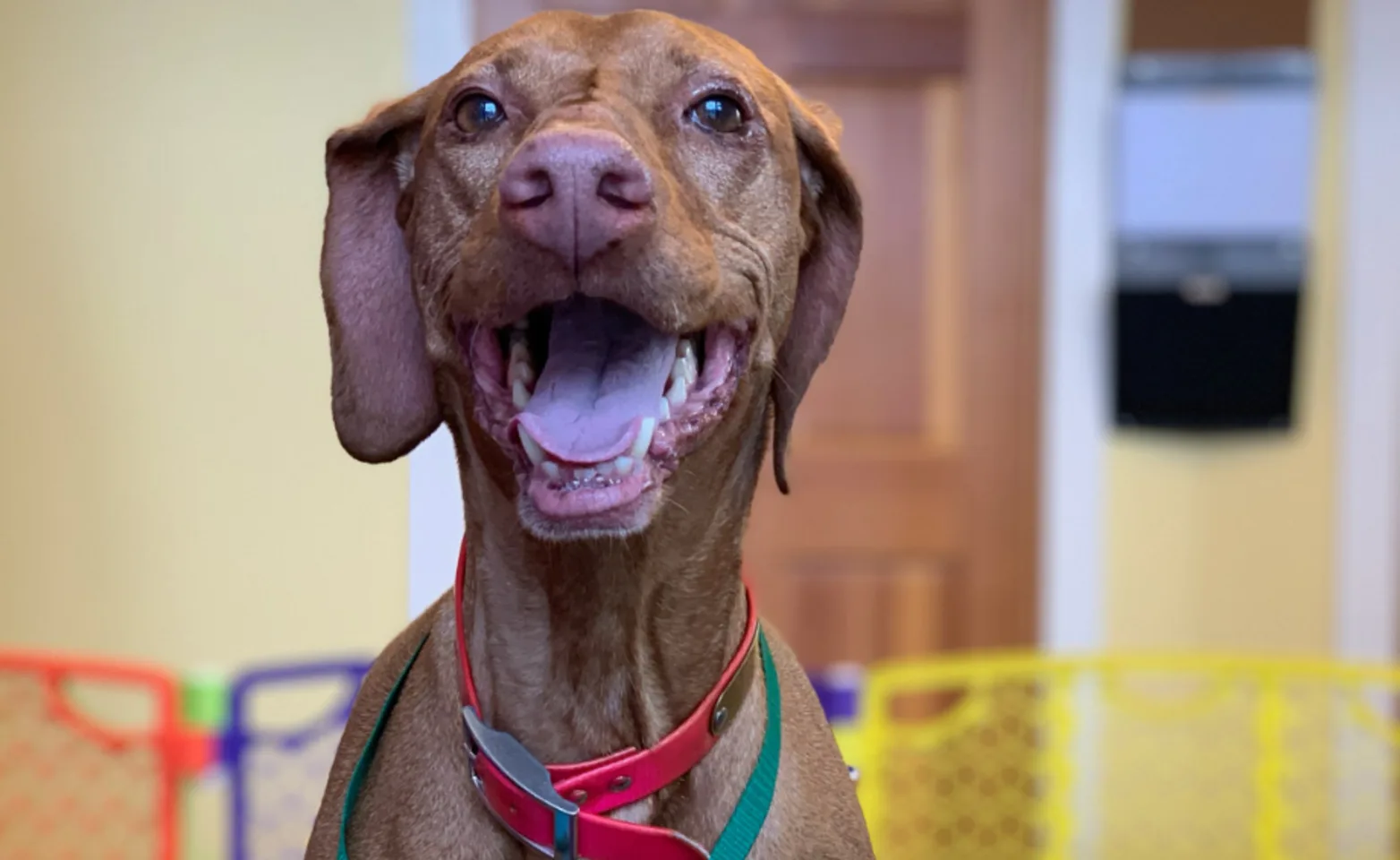 Brown dog smiling with a colorful gate behind it