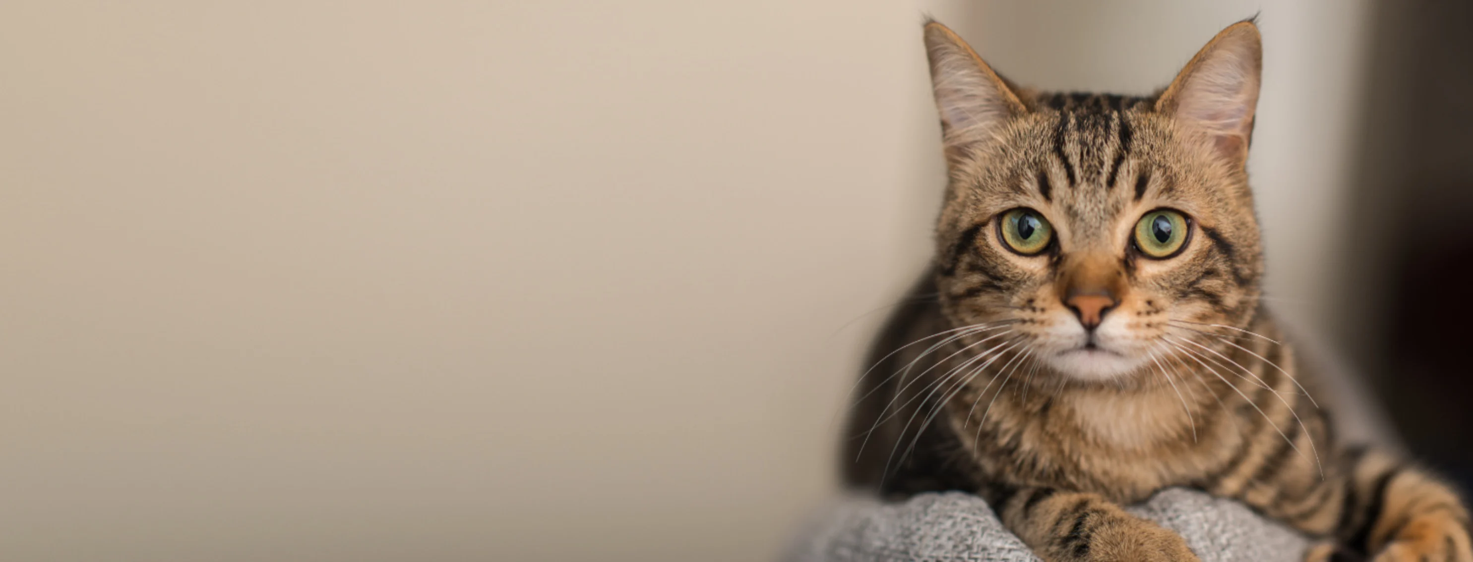 Green eyes tabby cat