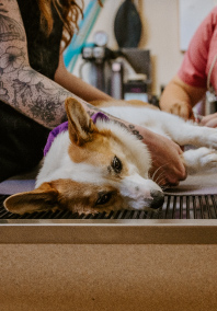 Corgi laying on exam table at Corgi laying on exam table