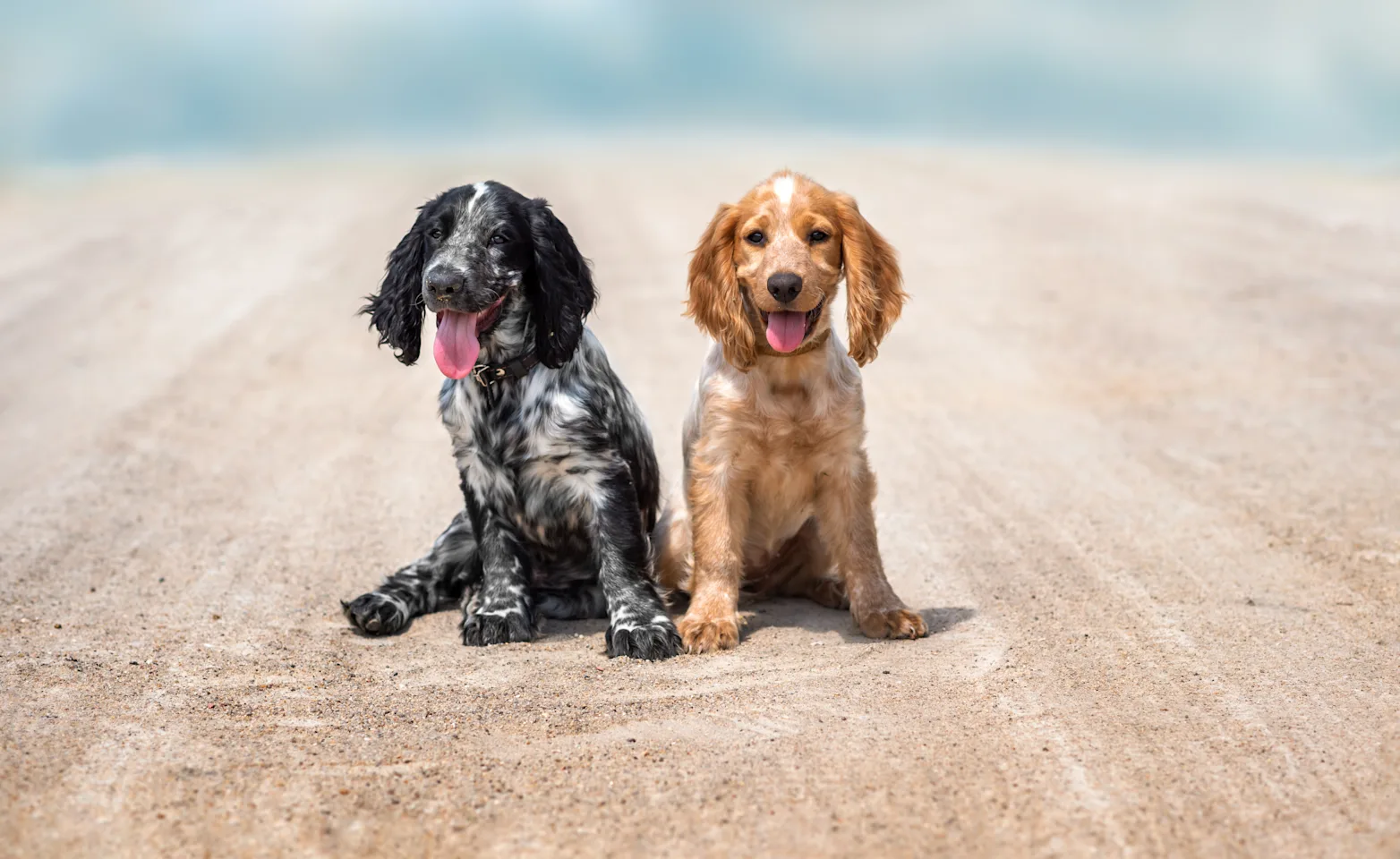 Two dogs a the beach