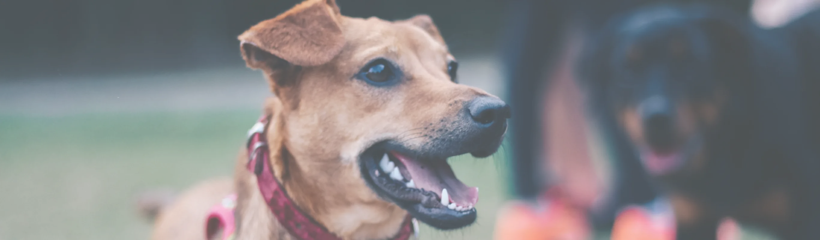 Dog wearing a collar with a blurry background Dog wearing a collar with a blurry background