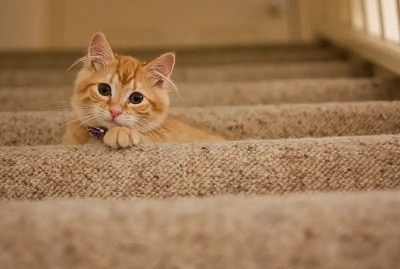 Orange kitten on the stairs