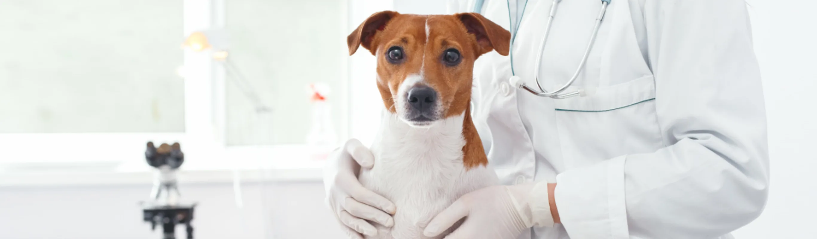Dog Looking at Camera with Veterinarian Dog Looking at Camera with Veterinarian