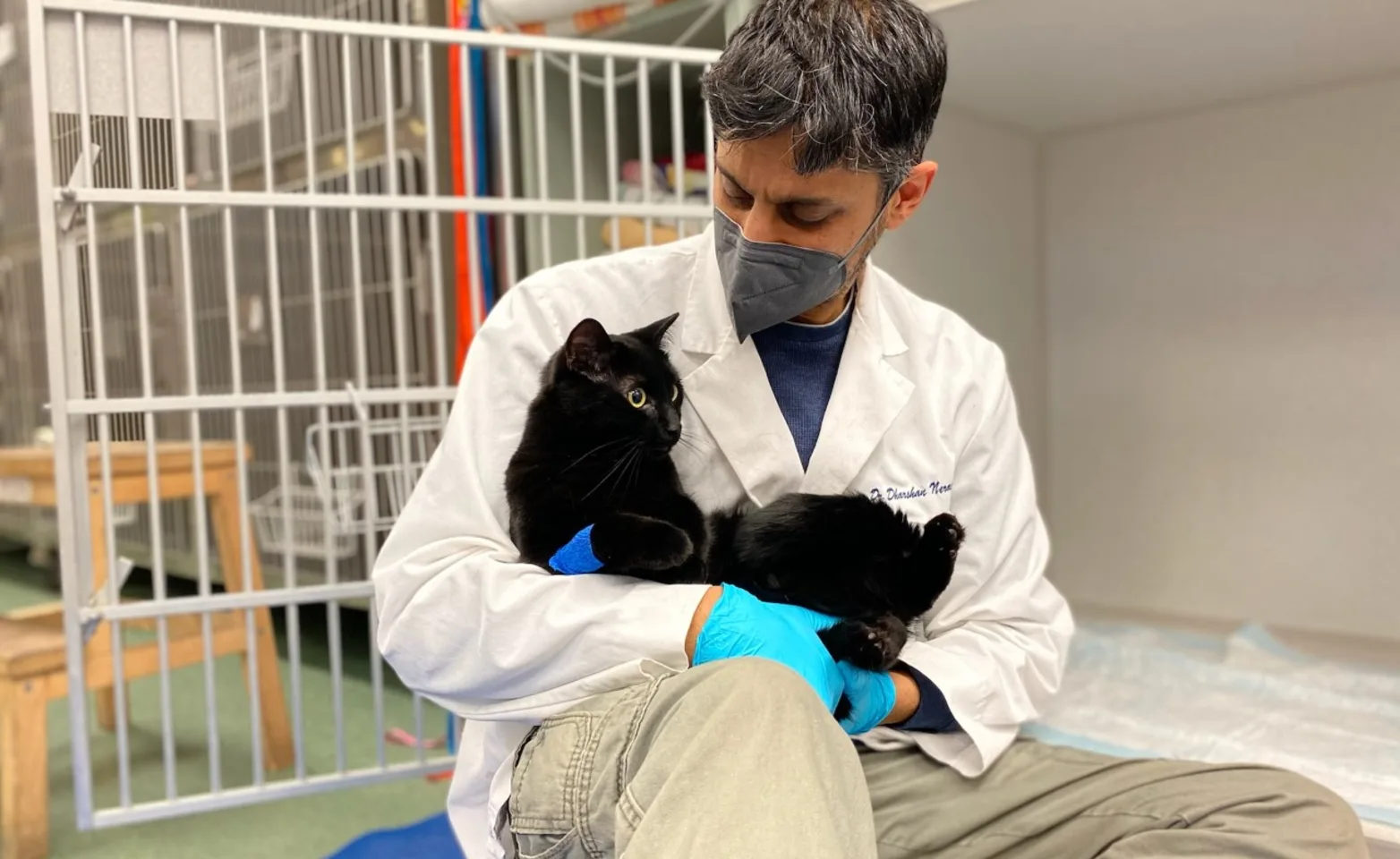 Dr. Neravanda, head of DCES Neurology, cradles a black cat on the ground beside an open cage, showcasing compassionate care in the clinic's treatment area. Dr. Neravanda, head of DCES Neurology, cradles a black cat on the ground beside an open cage, showcasing compassionate care in the clinic's treatment area.