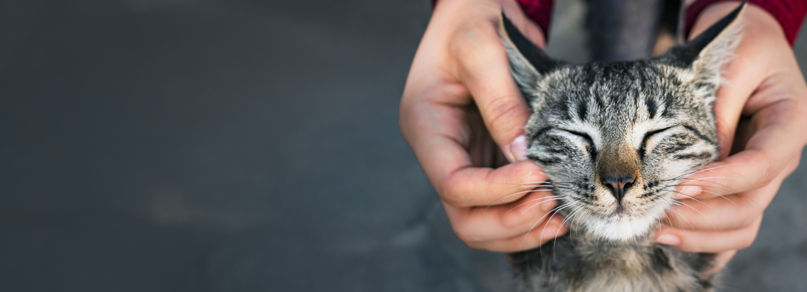 Close Up of Cat's Face Between Owner's Hands