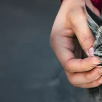 Close Up of Cat's Face Between Owner's Hands Close Up of Cat's Face Between Owner's Hands