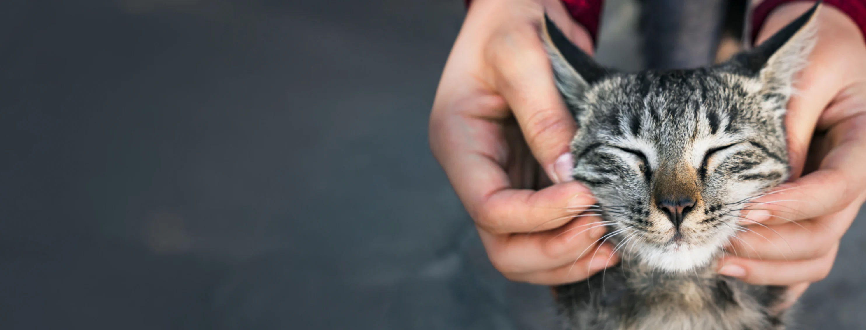 Close Up of Cat's Face Between Owner's Hands Close Up of Cat's Face Between Owner's Hands