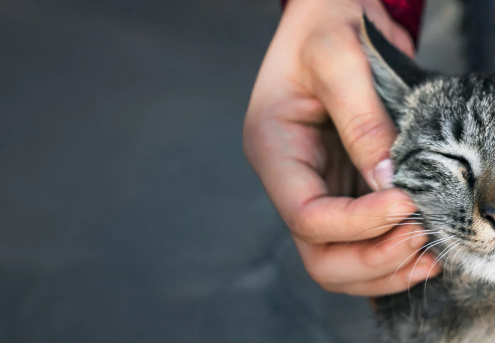 Close Up of Cat's Face Between Owner's Hands Close Up of Cat's Face Between Owner's Hands