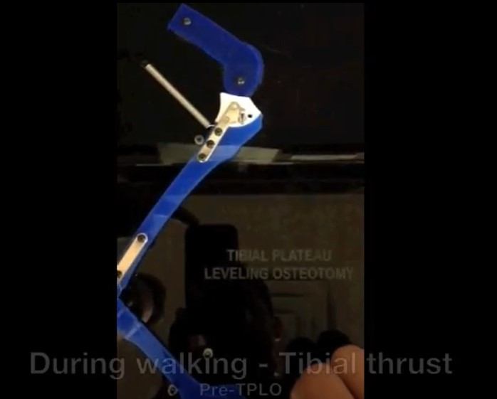 TPLO Procedure Video