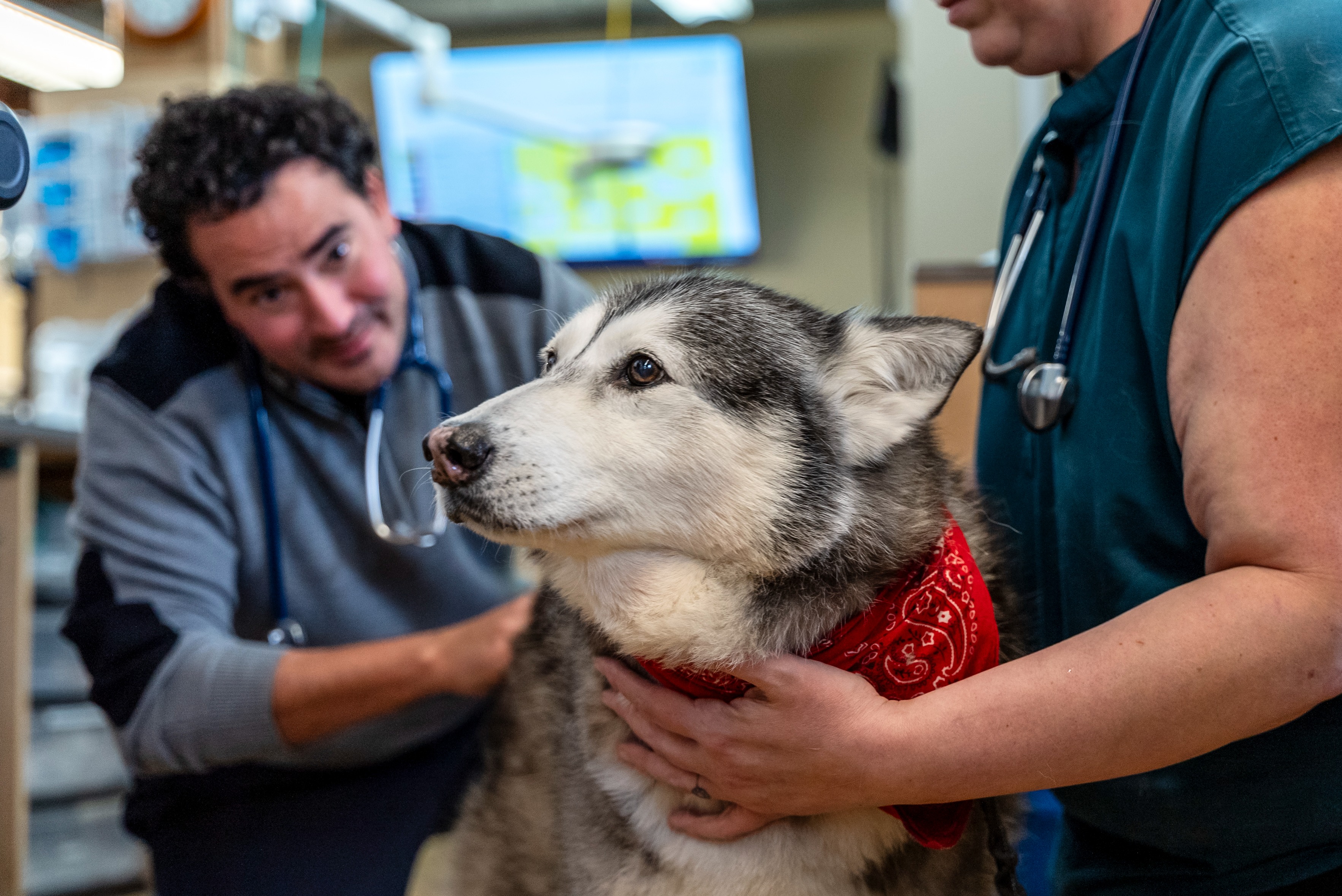 Husky getting examined at SAGE San Francisco