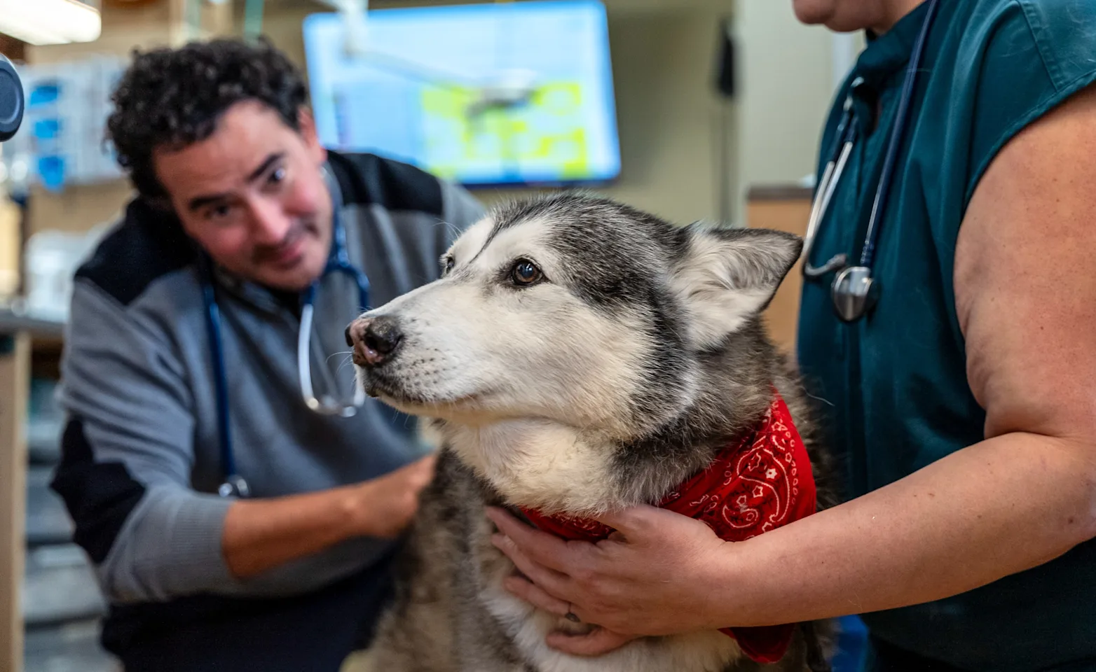 Husky getting examined at SAGE San Francisco Husky getting examined at SAGE San Francisco