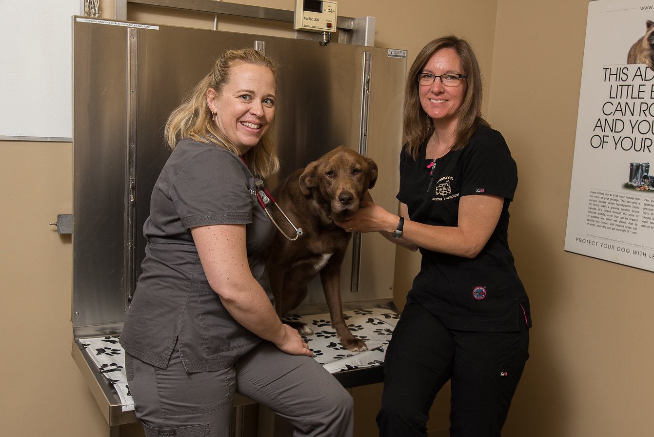 vets with a dog 