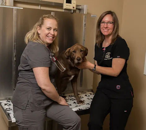 vets with a dog vets with a dog
