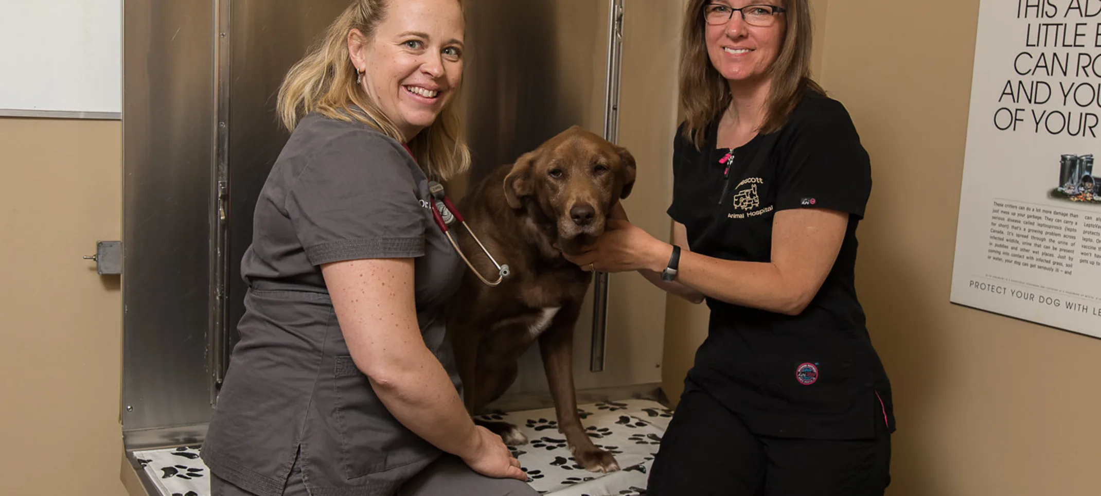 vets with a dog vets with a dog
