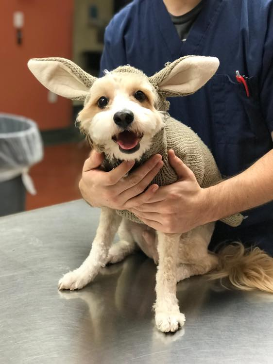 Fake ears on a dog
