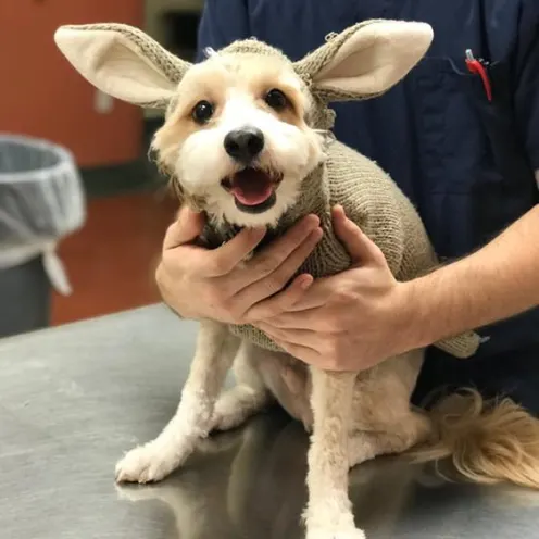 Fake ears on a dog