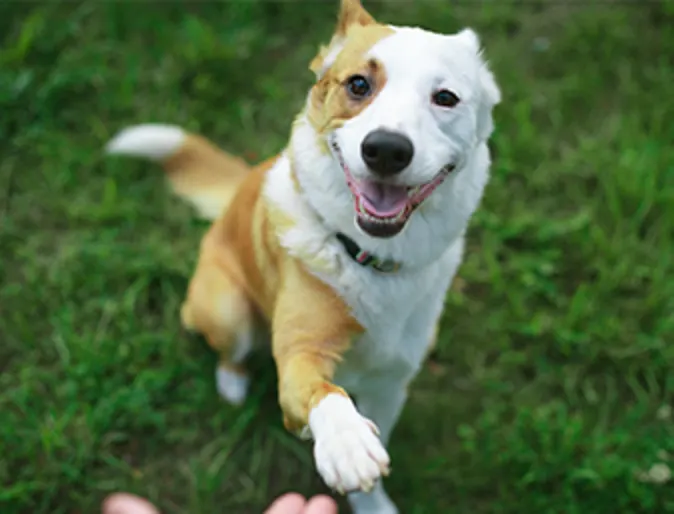 Dog reaching out its paw to shake hands Dog reaching out its paw to shake hands