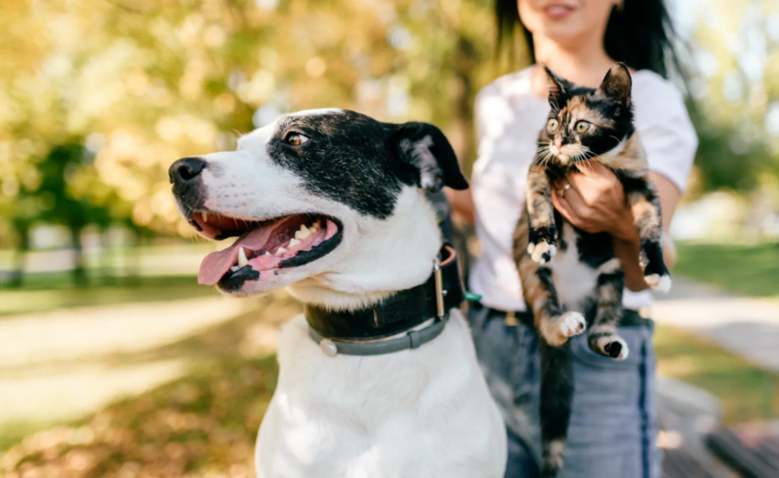 Girl at a Park with Dog & Cat Girl at a Park with Dog & Cat
