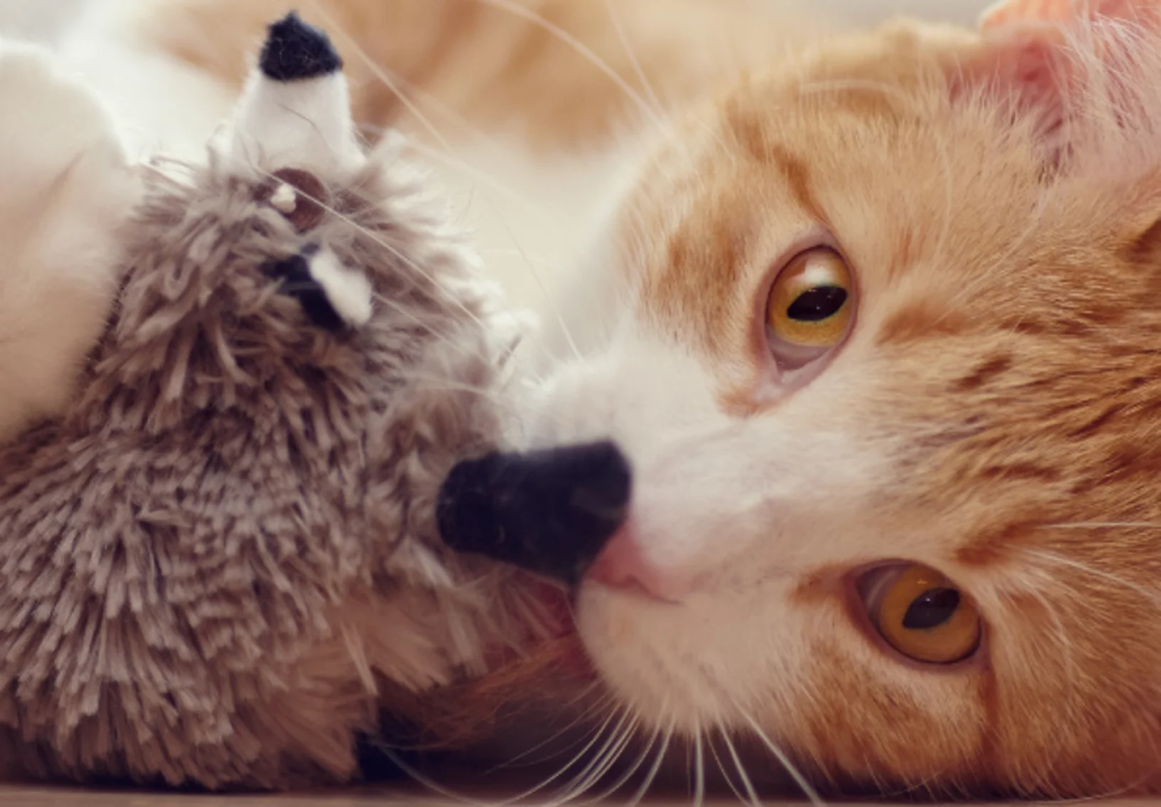 Orange cat with plush toy Orange cat with plush toy