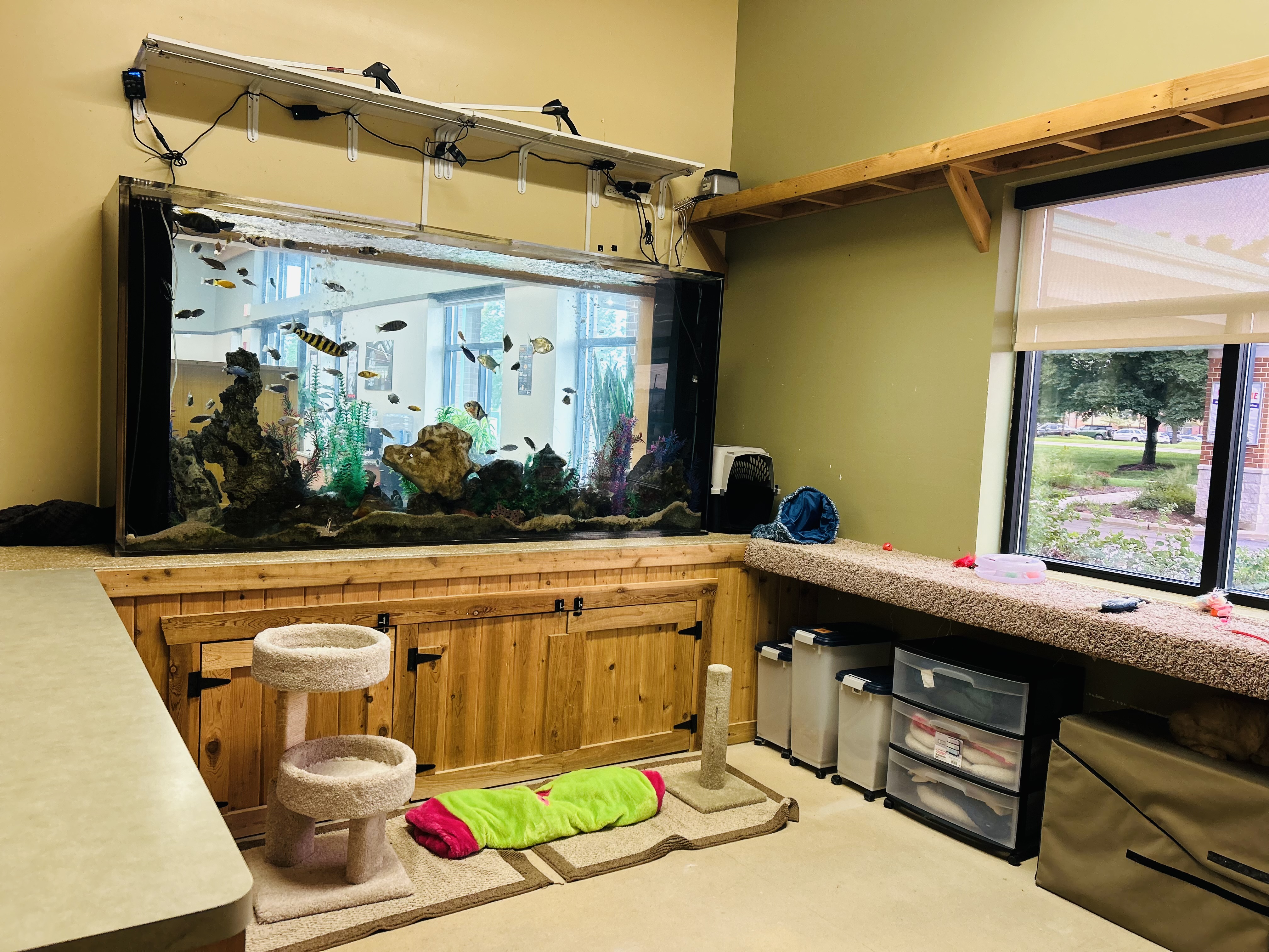 Cat Boarding - Cats love pawing at the fish during their free time!