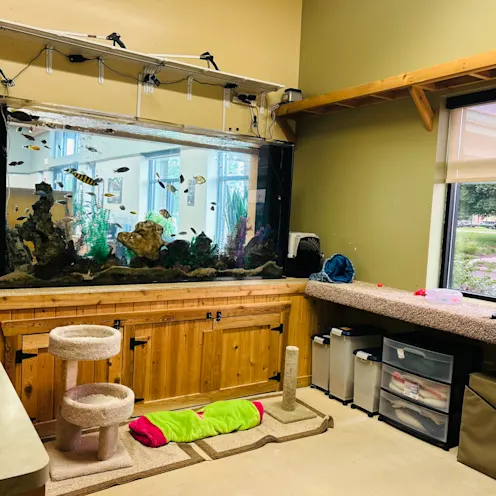 Cat Boarding - Cats love pawing at the fish during their free time! Cat Boarding - Cats love pawing at the fish during their free time!