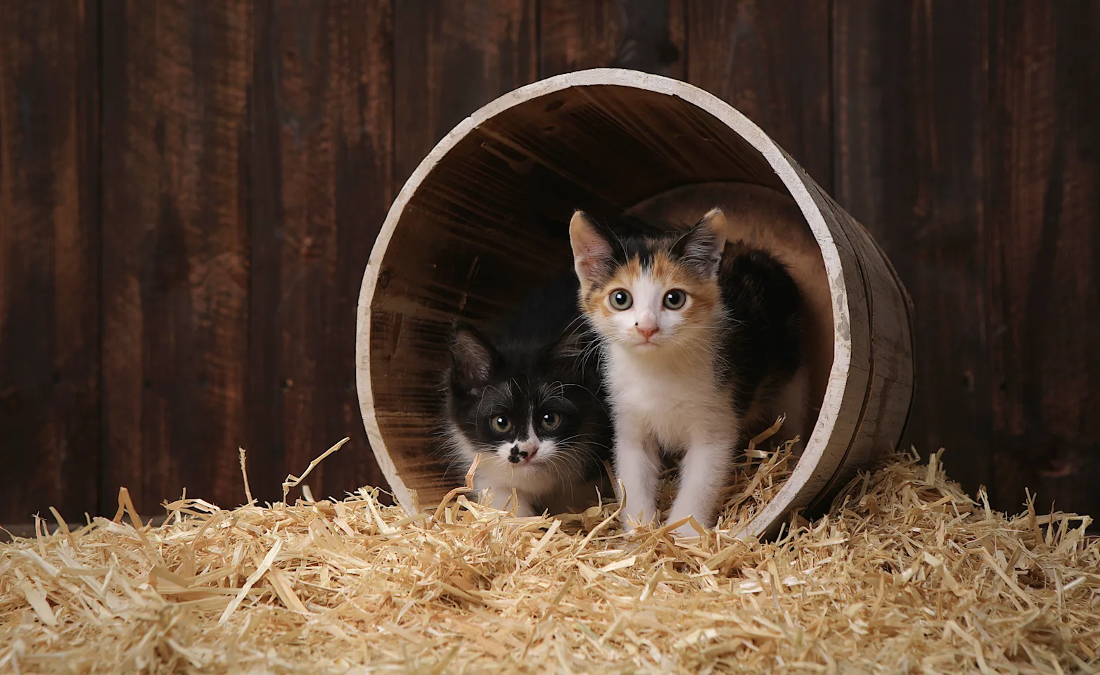 Twi kittens standing inside a knocked over bucket on top of some hay