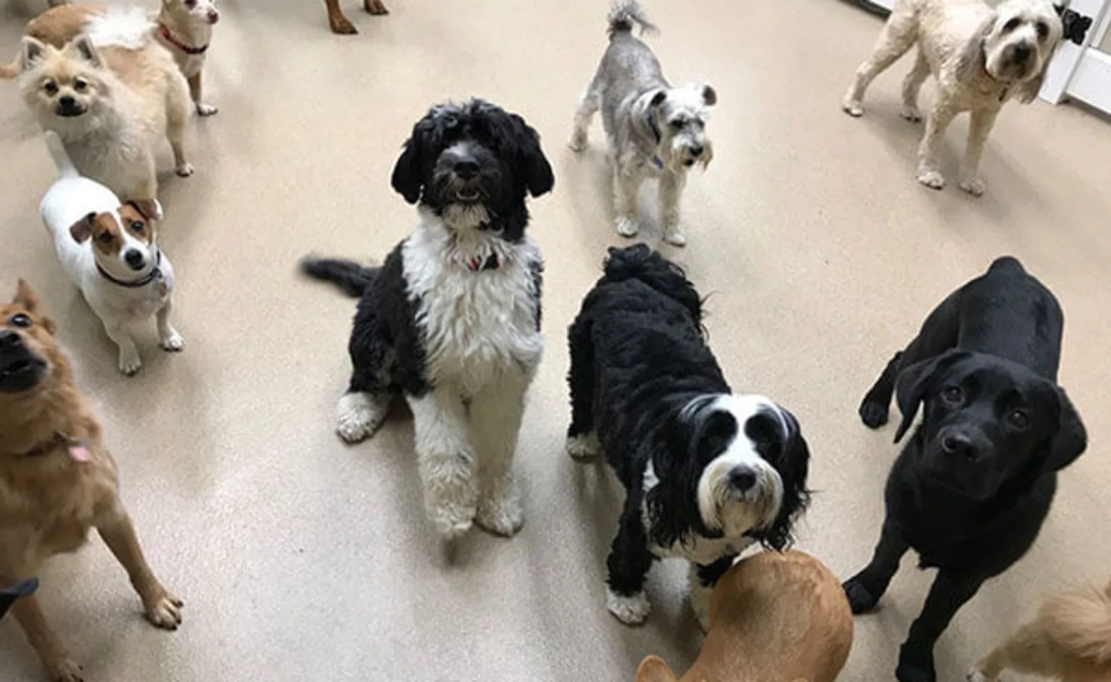 A group of dogs at Conejo Valley Veterinary Hospital at the Doggy Day Camp